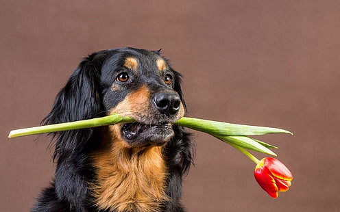 adulto preto e bronzeado Hovawart, cão, rosto, flor, presente, HD papel de parede HD wallpaper
