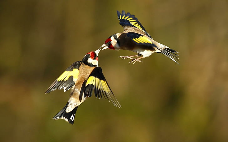 Birds Goldfinches, birds, goldfinches, HD wallpaper