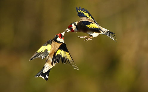 Birds Goldfinches, birds, goldfinches, HD wallpaper HD wallpaper