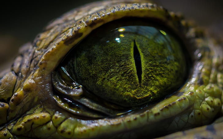 Гущер Macro Eye Green HD, животни, макро, зелено, око, гущер, HD тапет