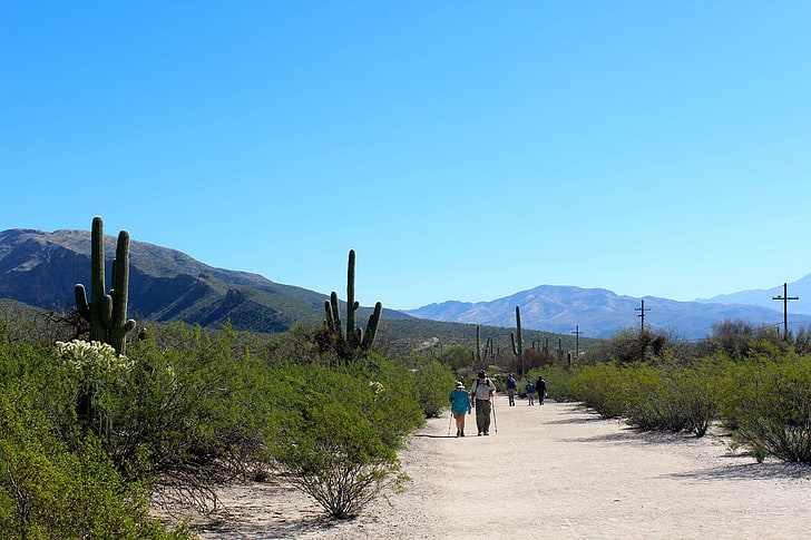 cactus, desert, green, hiker, hiking, mountains, saguaro, trail, HD wallpaper