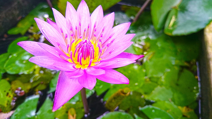 pink flower, nature, lotus flowers, beach, Sri Lanka, HD wallpaper