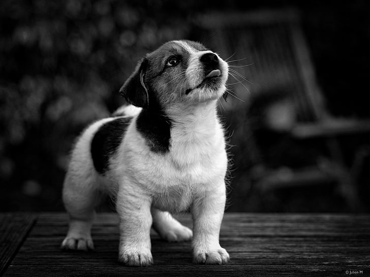 black and white Siberian Husky, photography, animals, dog, HD wallpaper