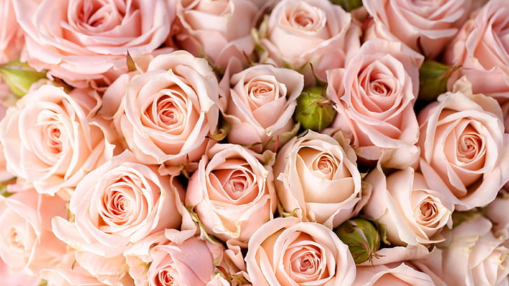 flor, rosa, familia rosa, rosas de jardín, rosa rosa, floristería, ramo de flores, flores cortadas, pétalos, diseño floral, Fondo de pantalla HD