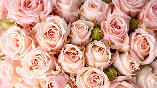 flor, rosa, familia rosa, rosas de jardín, rosa rosa, floristería, ramo de flores, flores cortadas, pétalos, diseño floral, Fondo de pantalla HD HD wallpaper