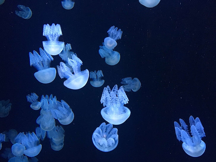 deep diving, glow in the dark, jellyfish, sea light, under water, HD wallpaper