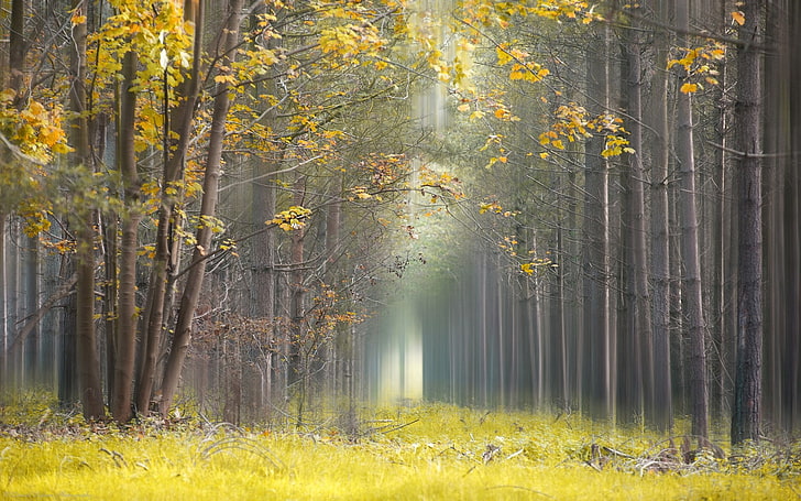 ธรรมชาติภูมิทัศน์สีเหลืองใบหญ้าหมอกป่าแสงต้นไม้เส้นทาง, วอลล์เปเปอร์ HD