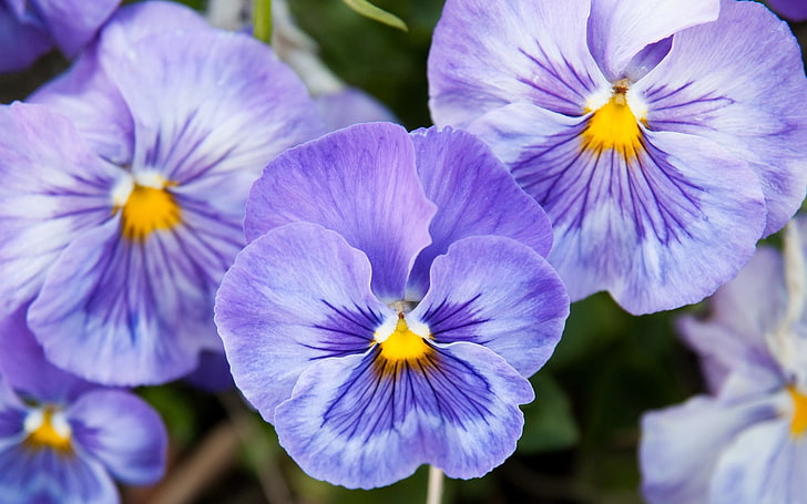 fleurs pétales violettes, fleur, plante, pétales, Fond d'écran HD