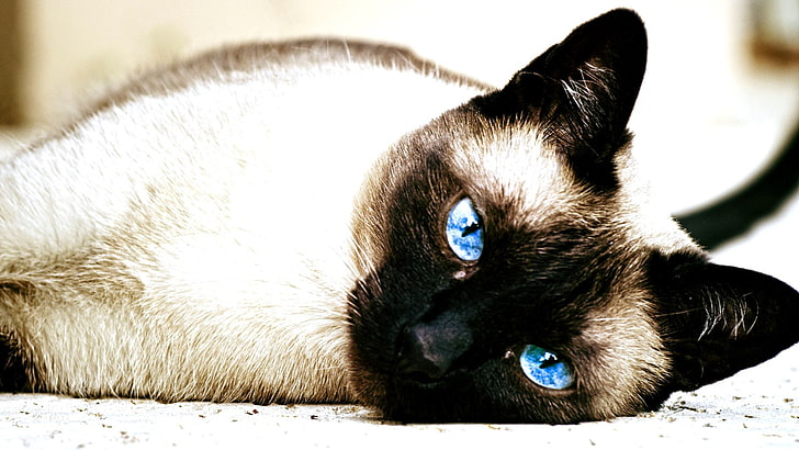 قط ، قطط سيامية ، حيوانات ، عيون زرقاء، خلفية HD