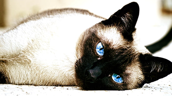 кот, сиамские кошки, животные, голубые глаза, HD обои HD wallpaper