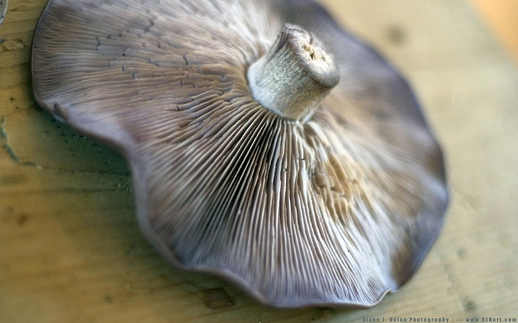 white and gray mushroom, mushroom, background, blur, HD wallpaper