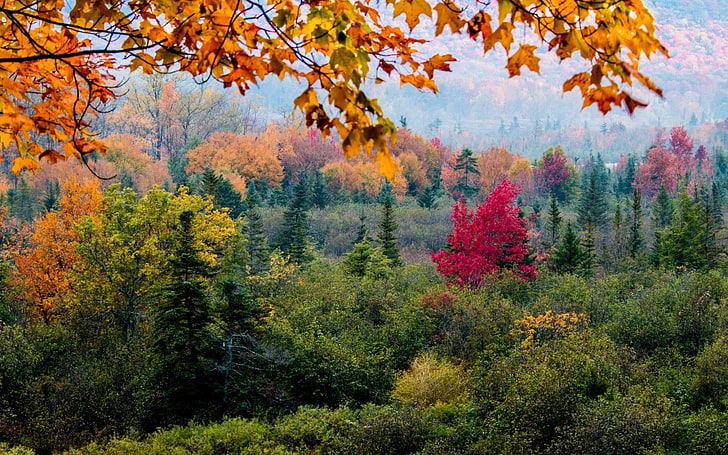 doğa, ağaçlar, orman, yaprakları, sonbahar, şube, çam ağaçları, renkli, tepeler, HD masaüstü duvar kağıdı