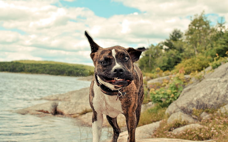 anjing lucu staffordshire terrier Hewan Anjing HD Seni, lucu, anjing, Wallpaper HD