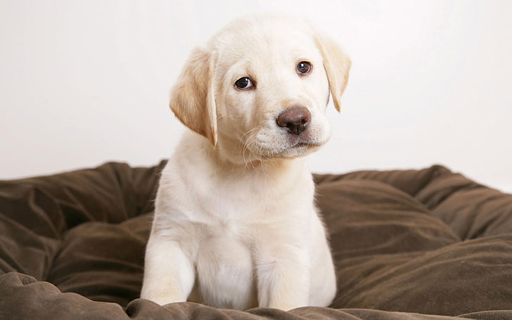 Page 2 | Cute Labrador Puppy :) HD wallpapers free download |  Wallpaperbetter