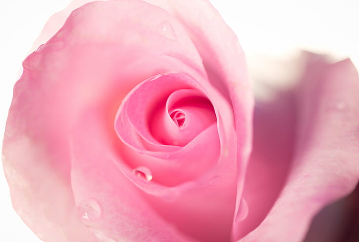 närbild foto av pion blomma, ros, ros, rosa ros, närbild, foto, pion, blomma, ros rosa, makro, rosa Färg, ros - blomma, kronblad, natur, närbild, växt, HD tapet