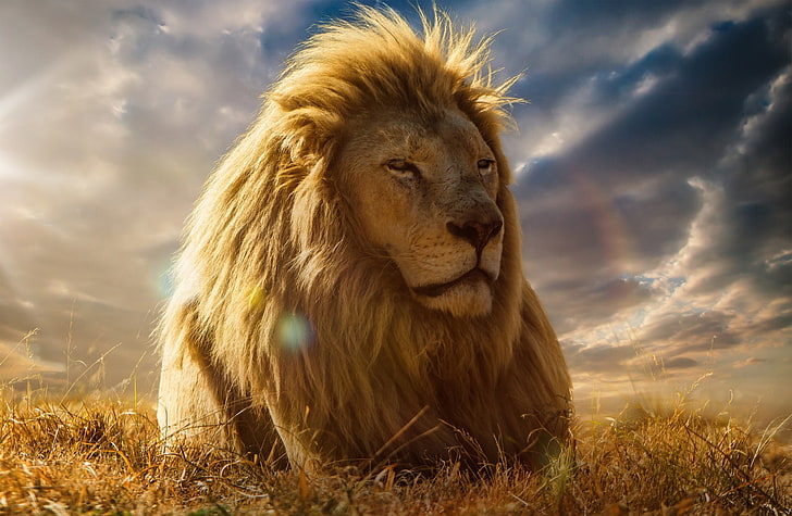 Re leone, leone maschio, Animali, Selvaggio, Leone, Riposo, Savana, Sfondo HD