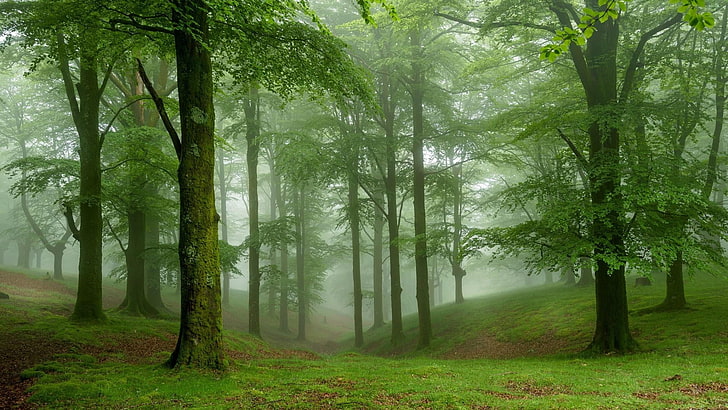 dimmigt, skog, träd, HD tapet