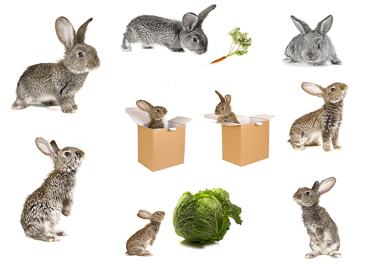 lotto di coniglio marrone e grigio, conigli, carote, cavoli, scatola, Sfondo HD