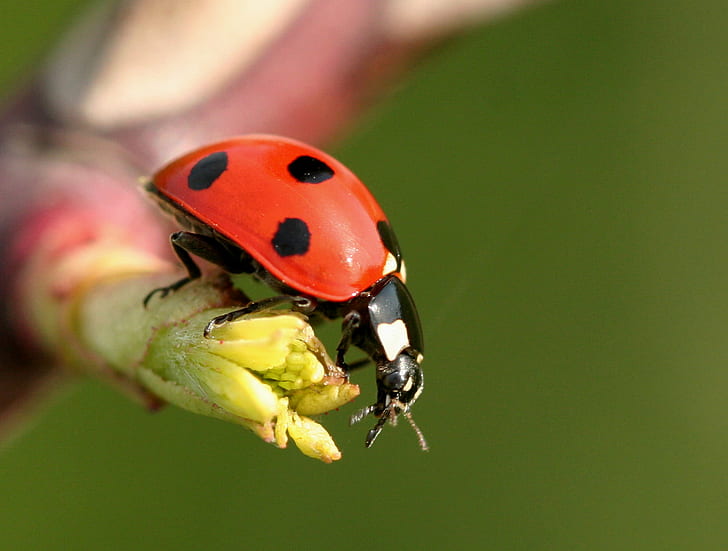 macro photography of Lady Bug, ladybird, ladybird, Ladybird, In Focus, macro photography, Lady Bug, nature, wildlife, bedfordshire, insects, ladybug, insect, beetle, macro, close-up, animal, red, plant, spotted, small, green Color, grass, HD wallpaper