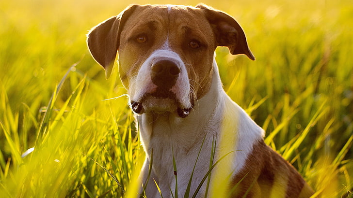 صور عالية الدقة للكلب الأمريكي ستافوردشاير الكلب، خلفية HD