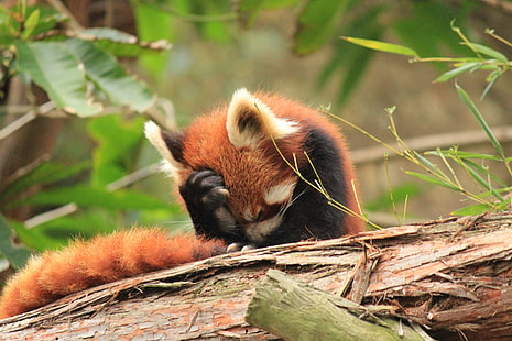 roter Panda, Tiere, roter Panda, traurig, HD-Hintergrundbild HD wallpaper