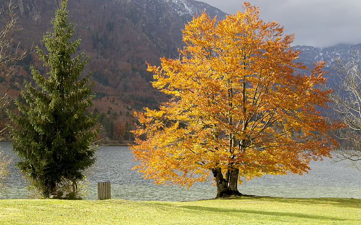 дървета, фонове на планини, езеро, трева, изтегляне 3840x2400 дървета, HD тапет