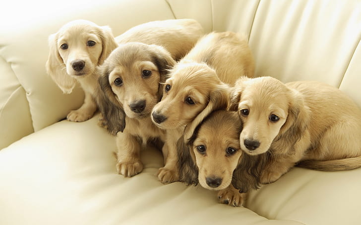 Пет сладки кученца, кученца, HD тапет