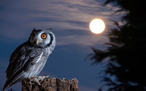 Owl, moon, bird at night, Owl, Moon, Bird, Night, HD wallpaper HD wallpaper