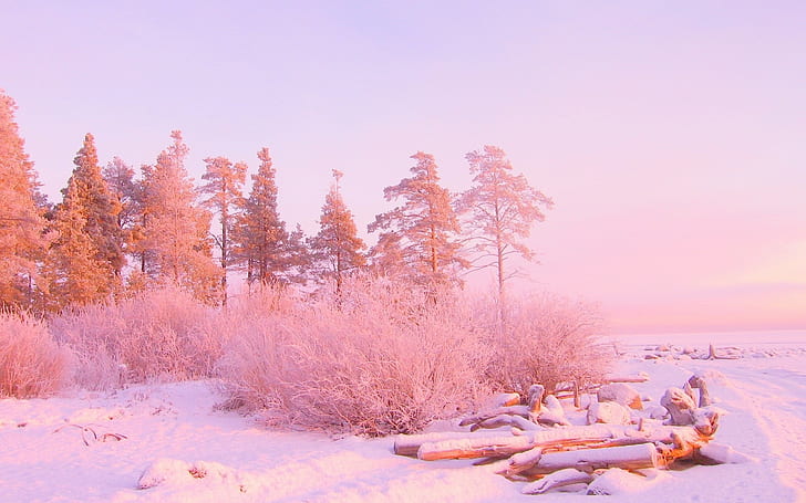 Зима, дървета, снежни преспи, трупи, през декември, светлина, HD тапет
