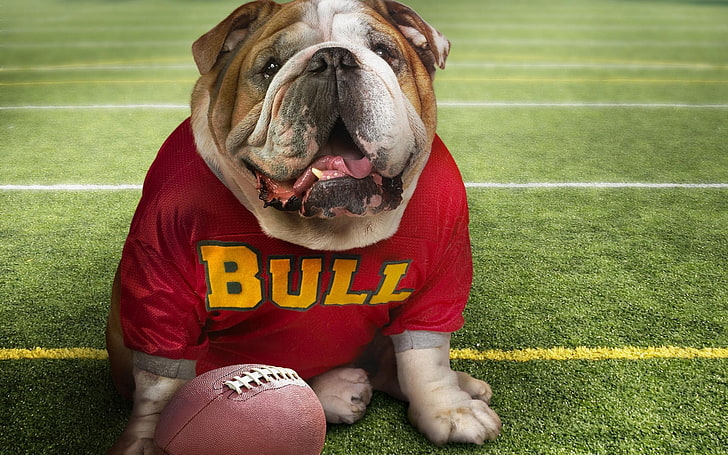adult brown and white bulldog, The ball, Bulldog, Football, HD wallpaper