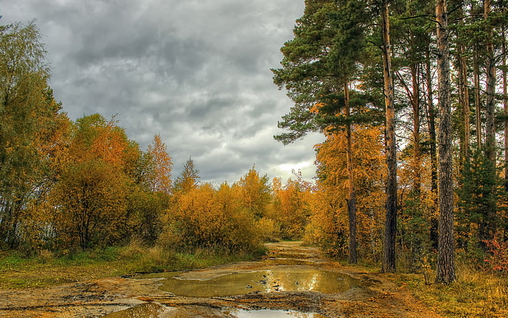 Landschaft, Fluss, Wald, Bäume, HD-Hintergrundbild
