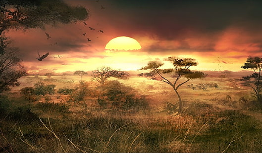 öken, gräsmark, savann, savann, solnedgång, HD tapet HD wallpaper