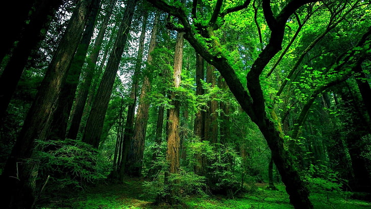 bosque verde, bosque, árboles, verde, musgo, viejo, Fondo de pantalla HD