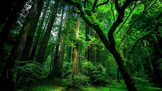 зеленый лес, лес, деревья, зеленый, мох, старый, HD обои HD wallpaper