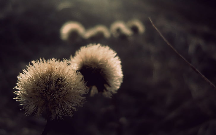 Schwarzweiss-Pelzgewebe, Pflanzen, Makro, Blumen, HD-Hintergrundbild