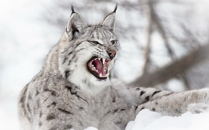 animals, lynx, nature, snow, wildlife, depth of field, wild cat, open mouth, HD wallpaper