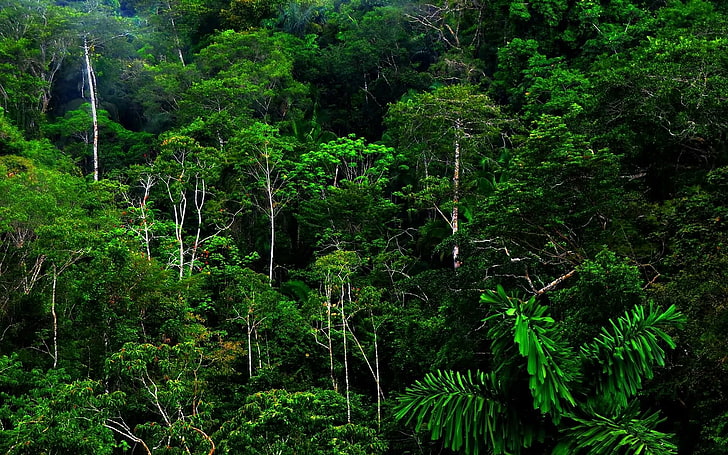 nature, landscape, forest, rainforest, jungle, green, HD wallpaper