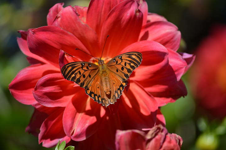 пеперуда, цветя, природа, HD тапет