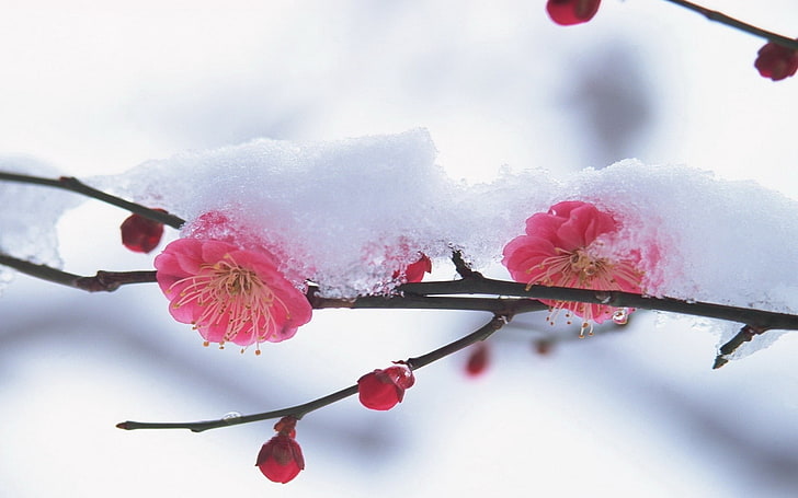 pink tree blossoms, flower, plant, pink, snow, winter, HD wallpaper