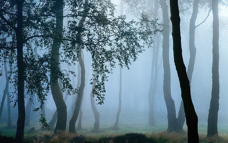 ภูมิทัศน์ต้นไม้ป่าหมอกธรรมชาติหญ้าใบไม้, วอลล์เปเปอร์ HD