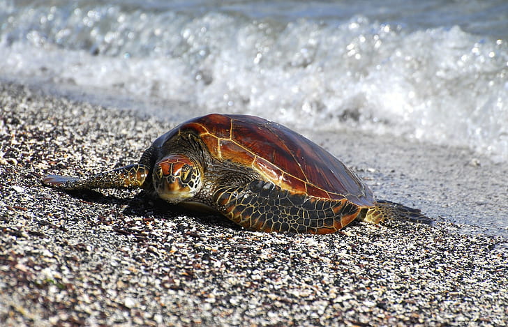Черепаха на побережье, коричневая и зеленая черепаха, берег, плавники, камни, галька, море, берег, черепахи, HD обои