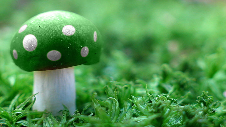 Волшебные грибы, гриб, HD обои