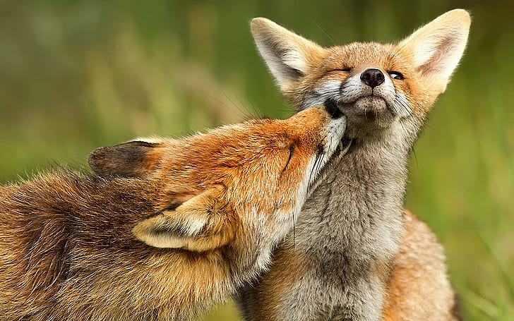 Fox Love, две коричневые лисы, луг, красивый, трава, красивый, любовь лисы, животные, удивительно, сладкий, красивый, пара, природа, страх, HD обои