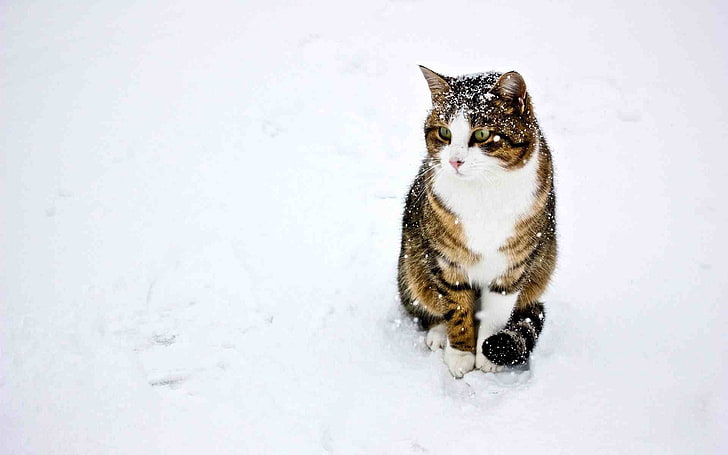 котка, сняг, животни, HD тапет