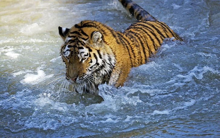 amur tiger, tiger bakgrunder, rovdjur, ladda ner 3840x2400 amur tiger, HD tapet