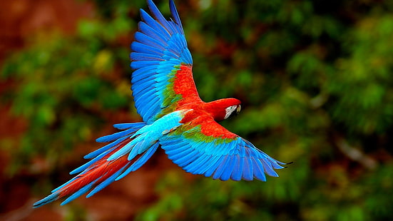papagaios de pássaros voando 1920x1080 Animais Pássaros HD Art, voando, PÁSSAROS, HD papel de parede HD wallpaper