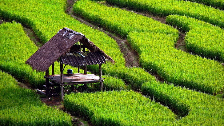campos, casas, arrozales, Fondo de pantalla HD