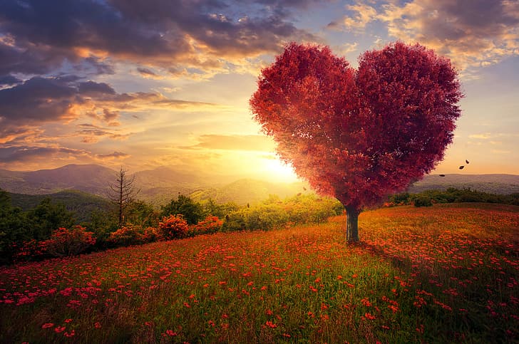 field, the sky, grass, love, flowers, tree, heart, landscape, pink, blossom, beautiful, romantic, HD wallpaper