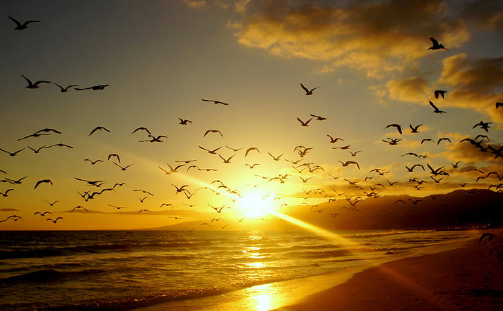 birds, california, coast, malibu, ocean, rays, sea, sunrises, sunsets, usa, HD wallpaper
