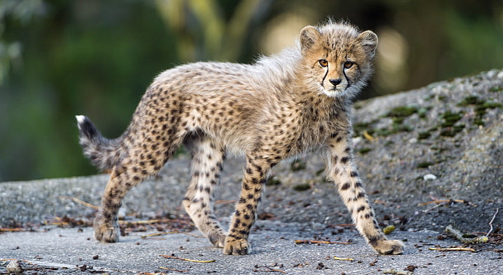 rovdjur, baby, plats, Cheetah, promenad, gröngöling, kattunge, vildkatt, HD tapet